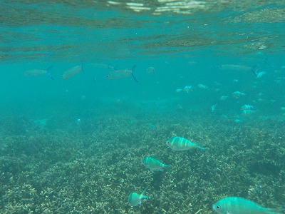 d0074596_10112728.jpg