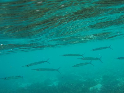 d0074596_10115492.jpg