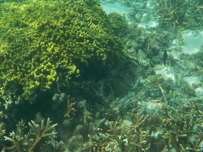 d0074596_108450.jpg