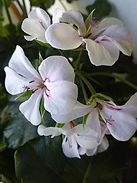 f0316507_21041737.jpg