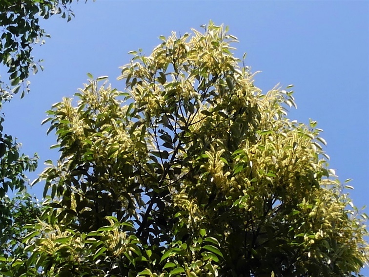 e0360409_11283966.jpg