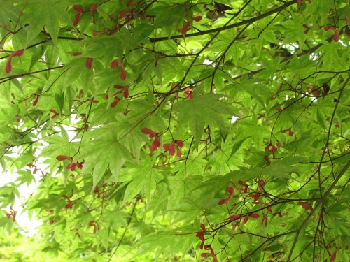 f0139520_10441758.jpg