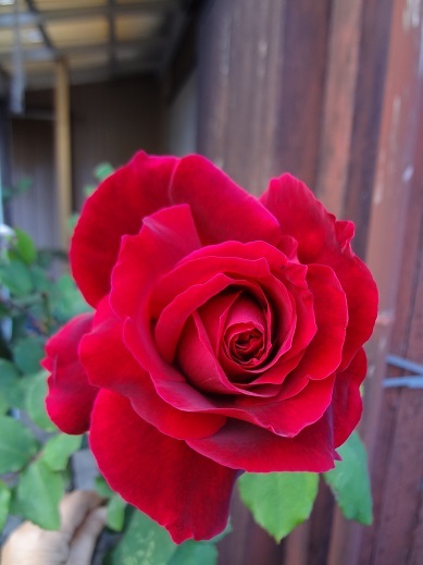 a0232921_20594817.jpg