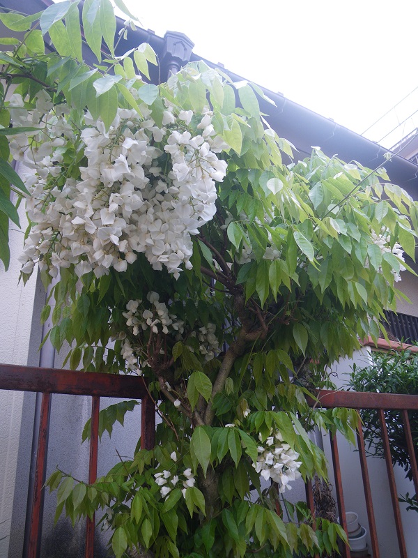 c0033636_1336241.jpg