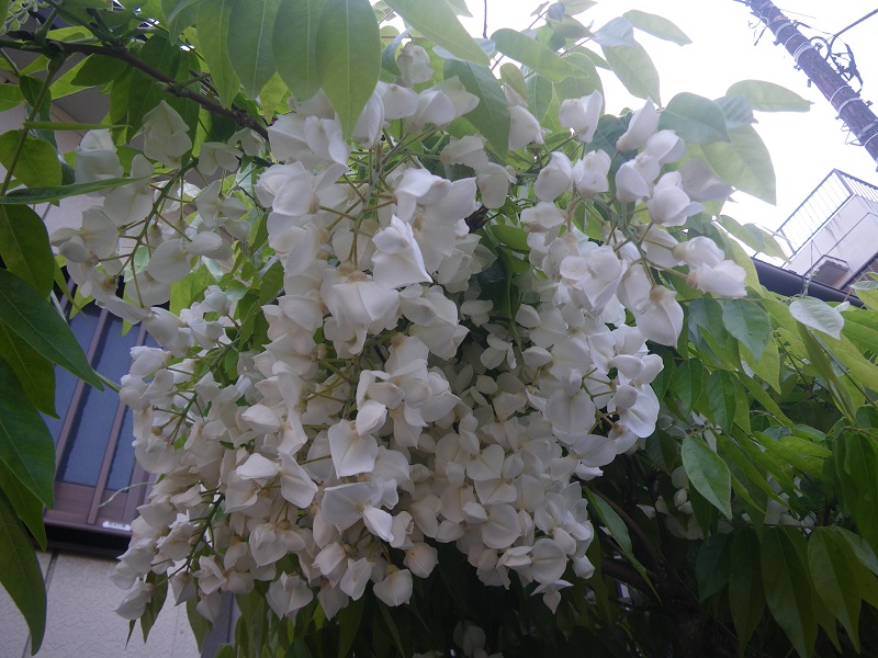 c0033636_13363797.jpg