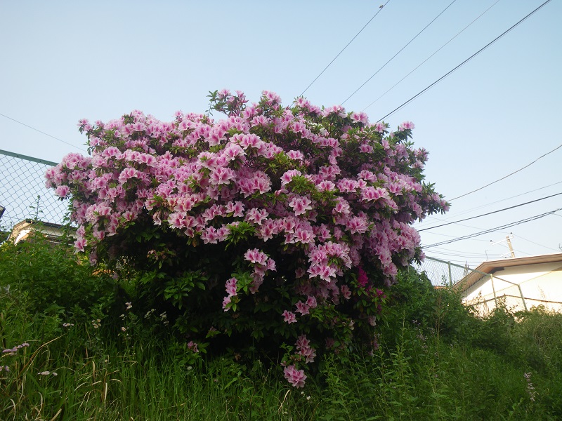 c0033636_13365530.jpg