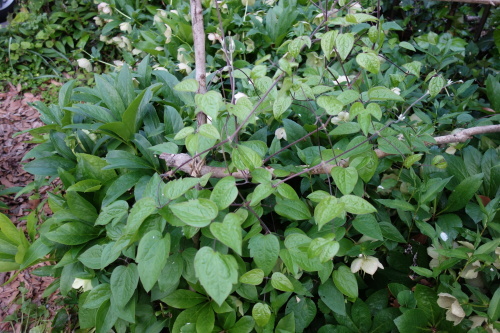f0375039_16024794.jpg