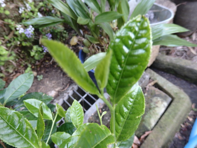 a0054240_2047880.jpg