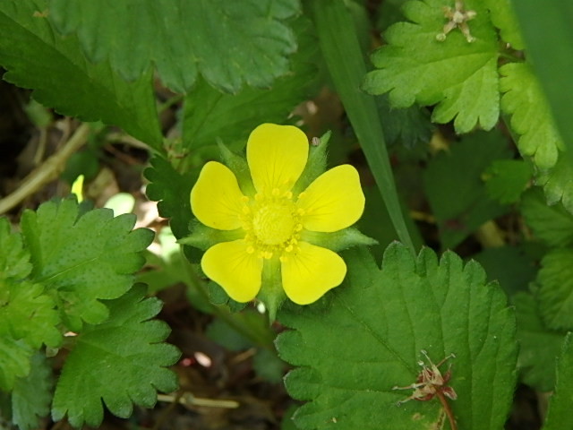 f0334143_8311470.jpg