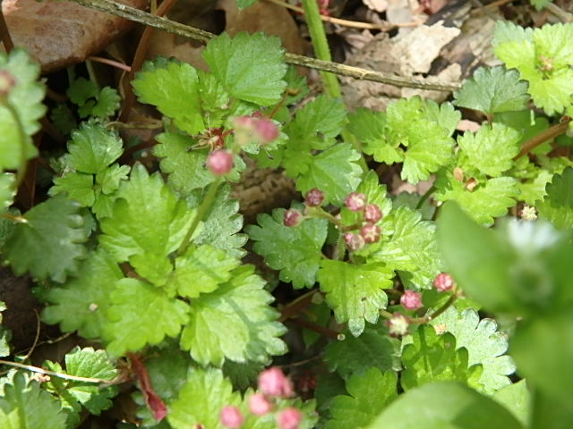 f0334143_831295.jpg