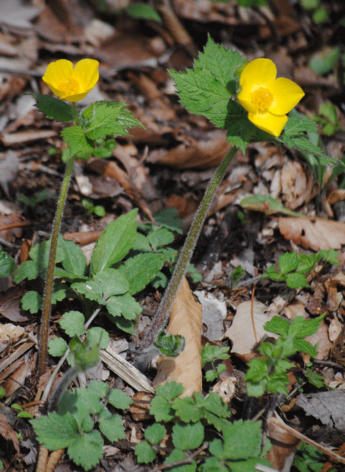 a0001354_20063747.gif