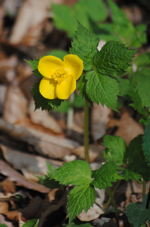 a0001354_20064920.gif