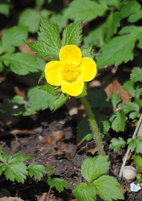 a0001354_20065873.gif