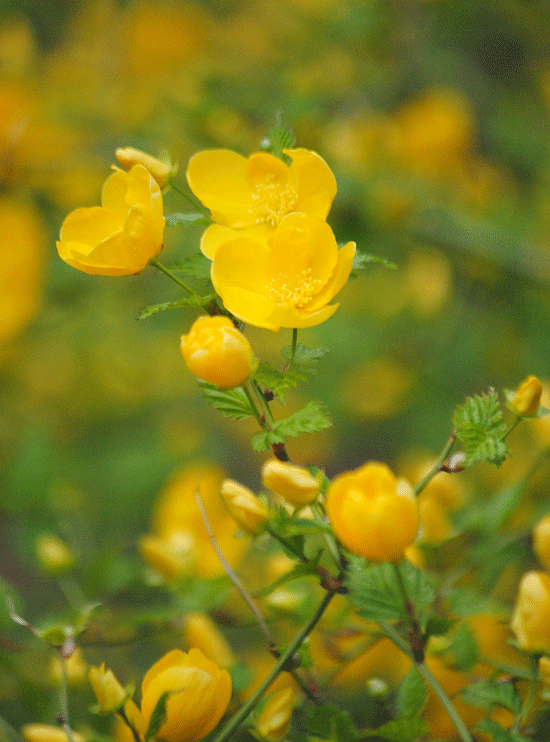 a0001354_20100741.gif