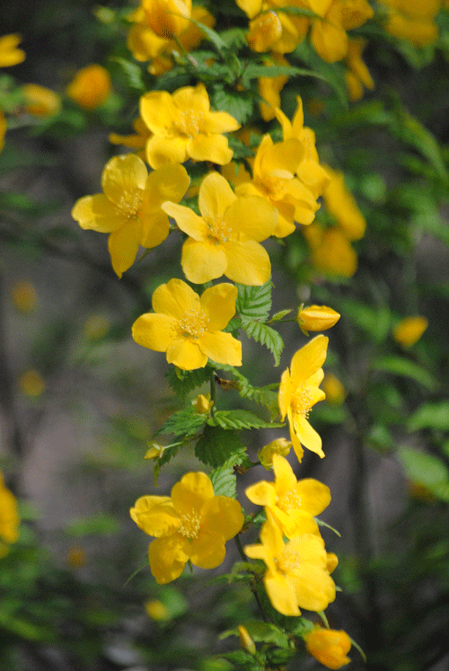 a0001354_20101799.gif