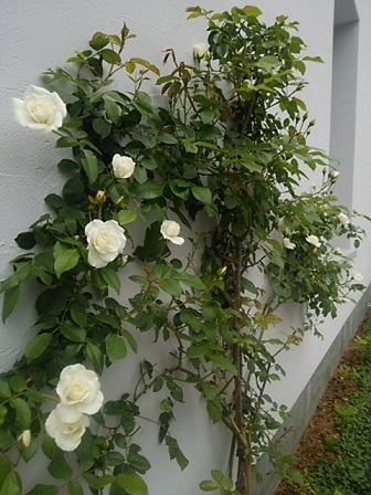 c0172261_08222389.jpg