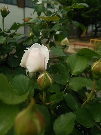 c0172261_08265027.jpg