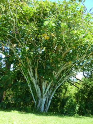 e0298866_1673563.jpg