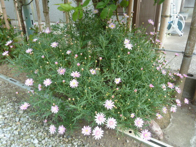 e0278968_22262052.jpg