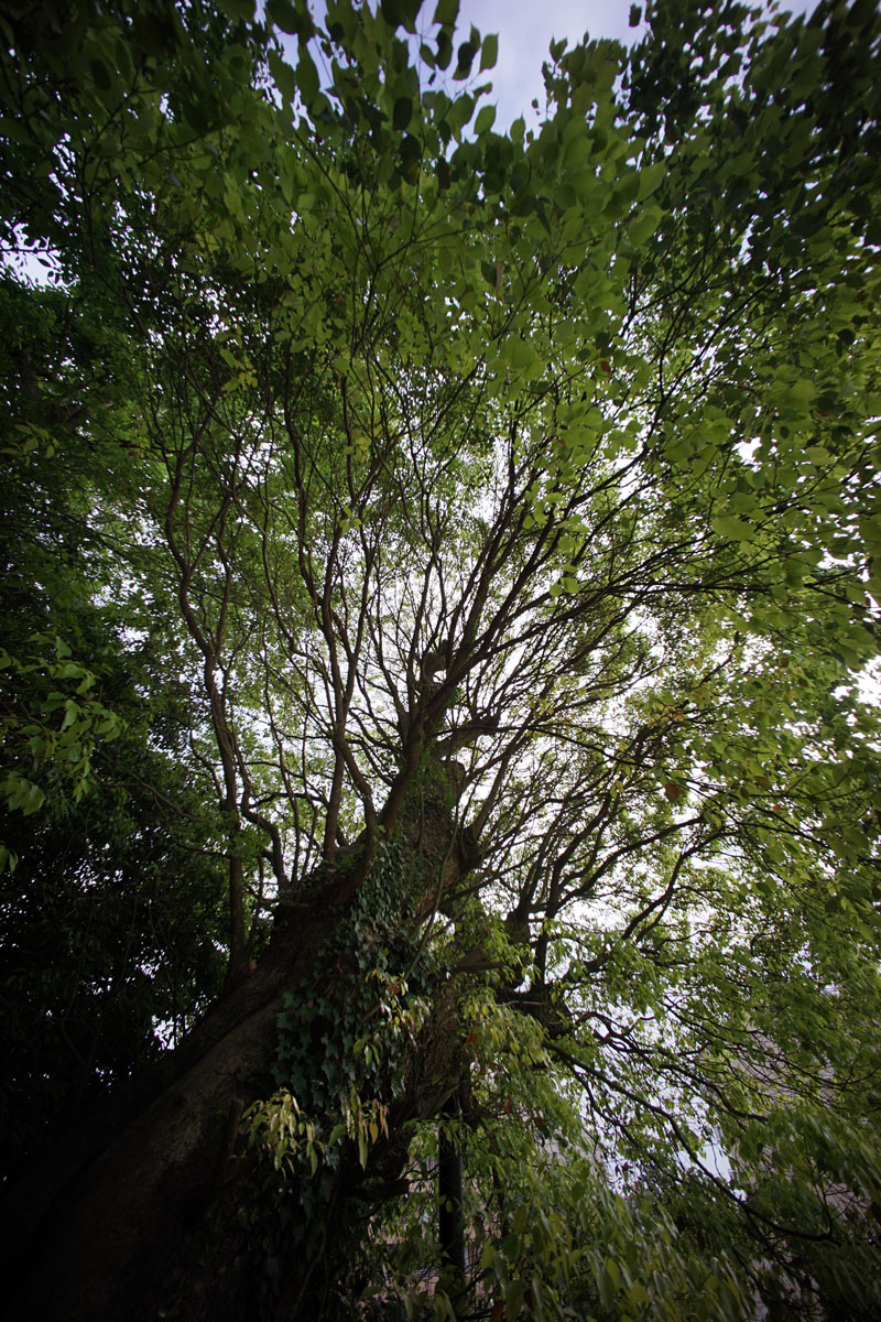 c0086269_1638333.jpg