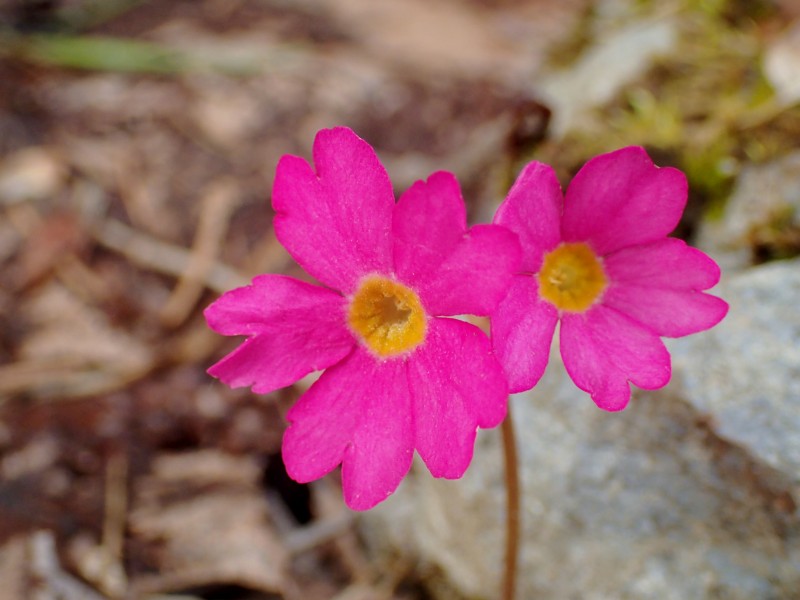 c0183777_7534424.jpg