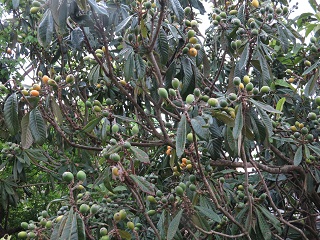 e0130185_20411281.jpg