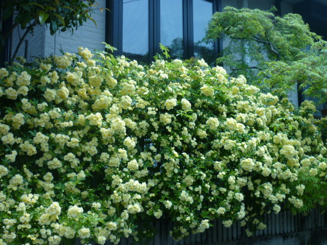 e0326699_17482099.jpg