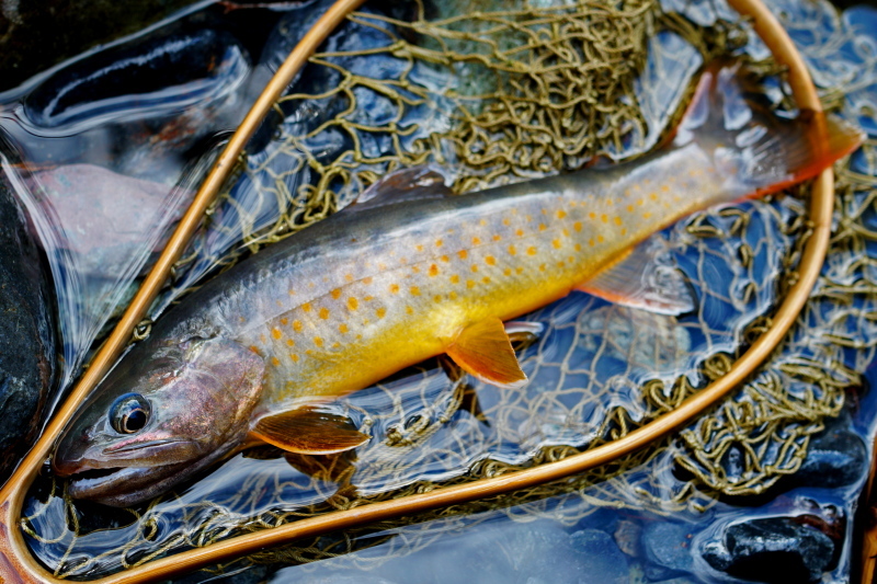 c0339900_10324849.jpg