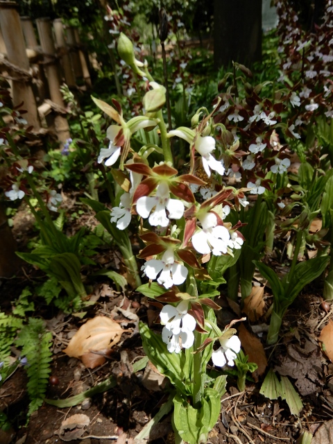 e0025300_1520551.jpg