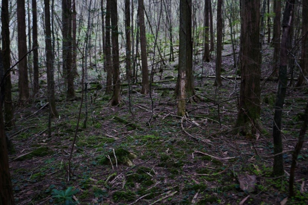 f0365212_08245366.jpg