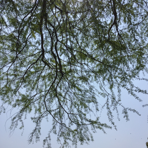 a0118928_11342461.jpg