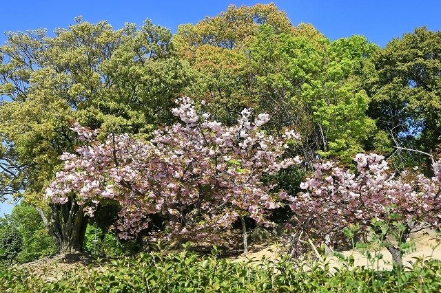 a0242438_18340893.jpg