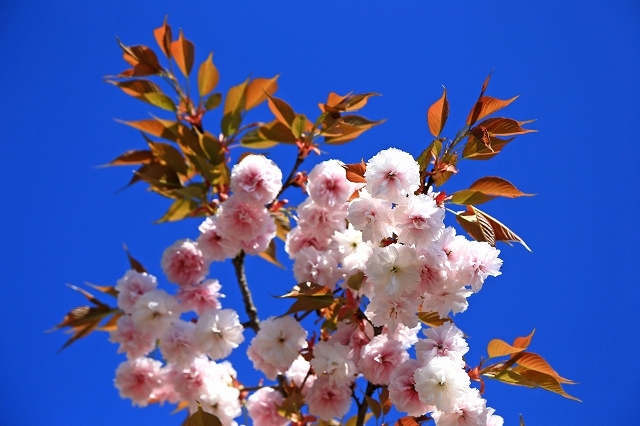 a0242438_18340936.jpg
