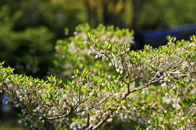 a0242438_18341403.jpg
