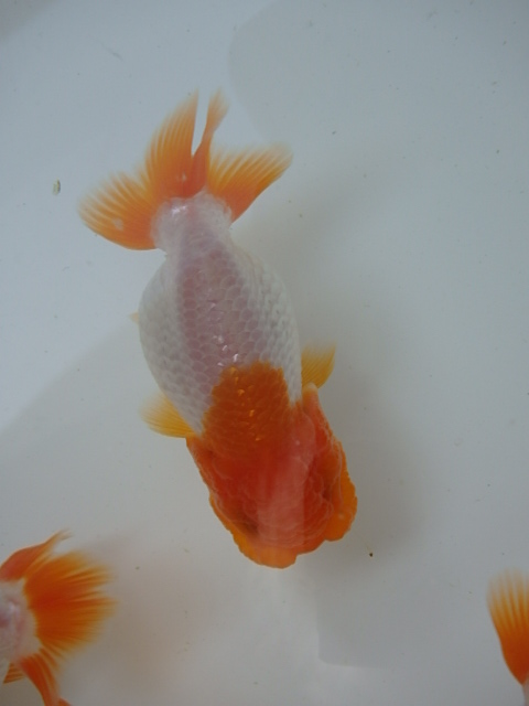f0334143_910667.jpg