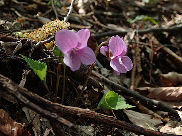 f0214649_04034399.jpg