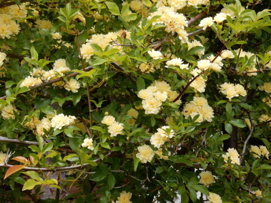 f0060461_06490635.jpg