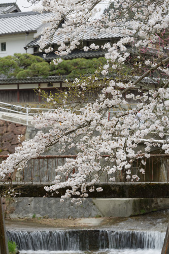桜散策・・千早の集落 - katsuのヘタッピ風景