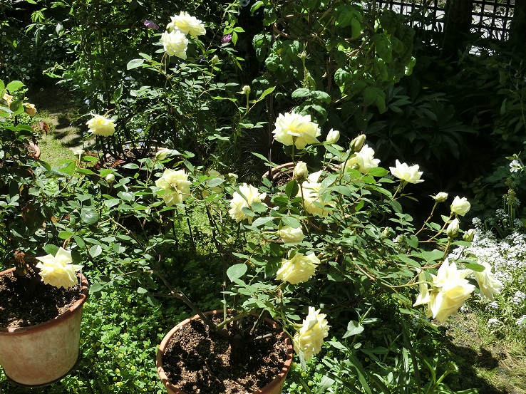 e0234004_1822062.jpg