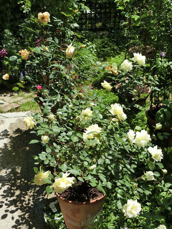 e0234004_183362.jpg