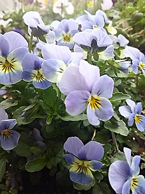 f0316507_11334984.jpg
