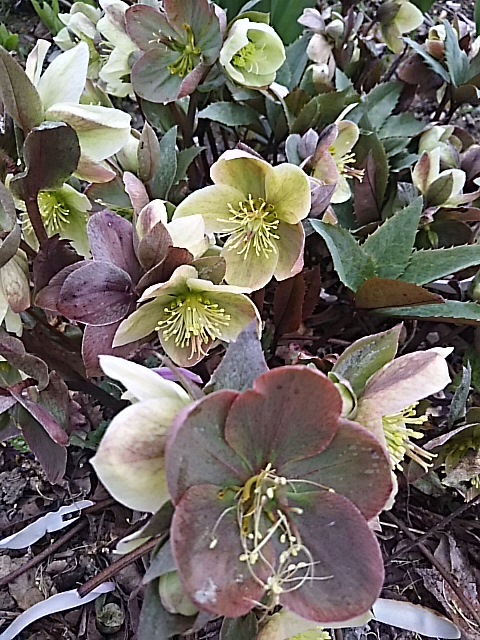 f0316507_11464004.jpg