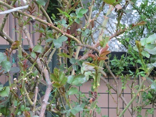 f0325309_23290113.jpg