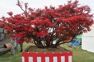 e0081218_23263251.jpg