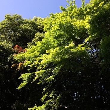 c0081032_16270991.jpg