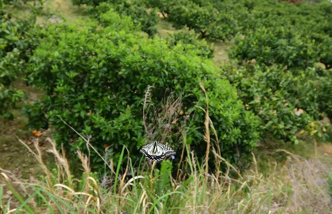 d0285540_19343068.jpg