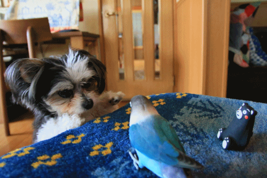 c0145250_10012292.gif