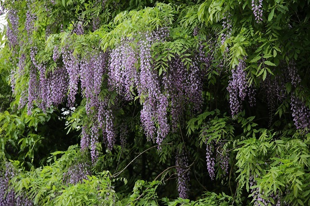 a0335853_23104924.jpg