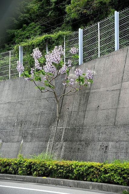 a0335853_23193710.jpg