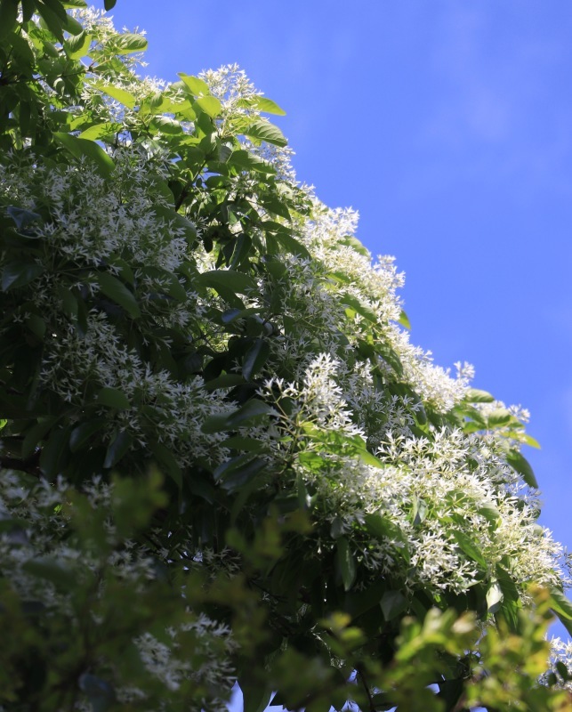 a0248459_16075987.jpg